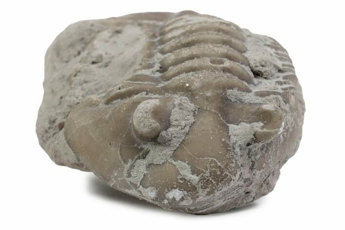 Bargain, Fossil Asaphus Trilobite - Russia #363199